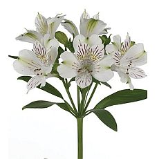 Alstroemeria