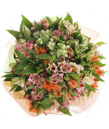 Bouquet of Alstroemeria view from above