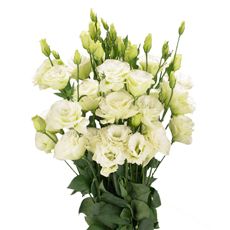 Bouquet of white eustoma