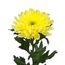 Chrysanthemum