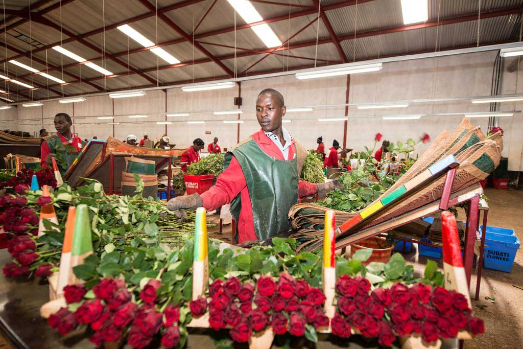 flowers factory in Kenia