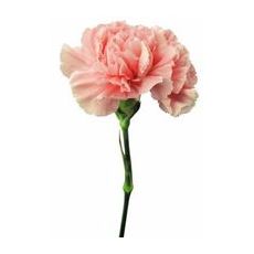 Carnation