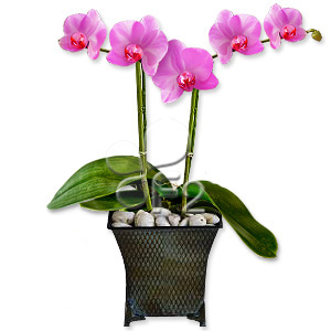 purple Orchid