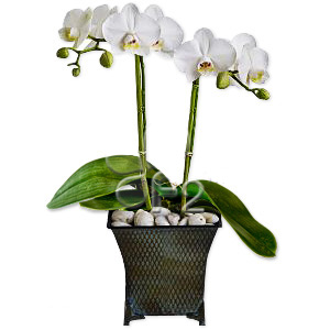 Orchids white