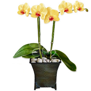 Orchids yellow